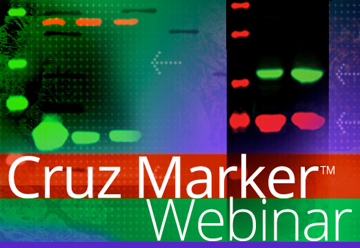 Cruz Marker Webinar mobile hero image